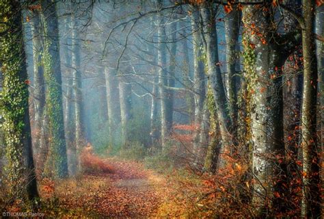 Forest Mood By Patrice Thomas Xemtvhay Surrealism Photography