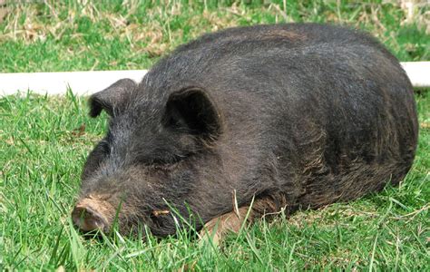 Cascade Meadows Farm Guinea Hogs