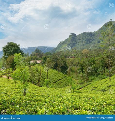 Tea Plantations In The Picturesque Mountains Stock Image Image Of