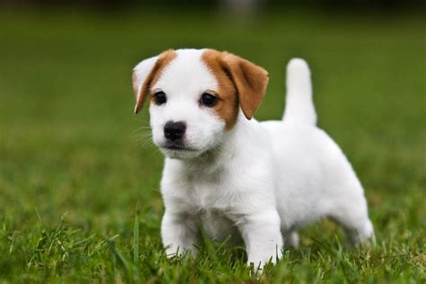 15 Cutest Puppies That Will Melt Your Heart