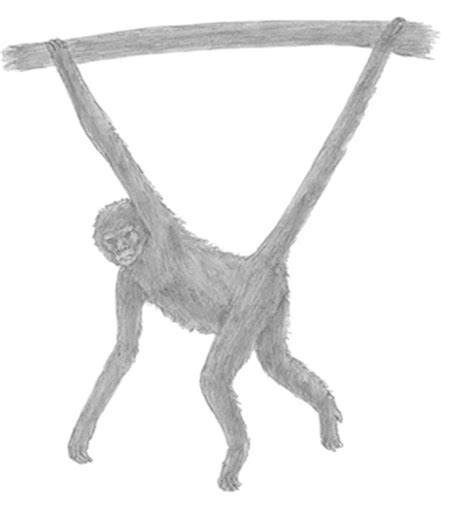 How To Draw A Monkey 10 Easy Drawing Projects