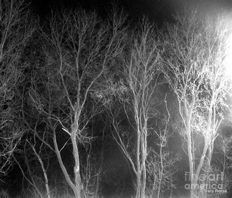 Woods At Night Photograph By Tracy Reese Fine Art America