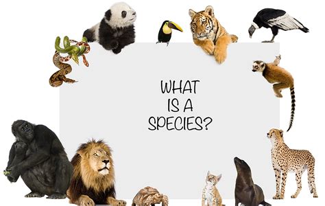 What Is A Species Worldatlas