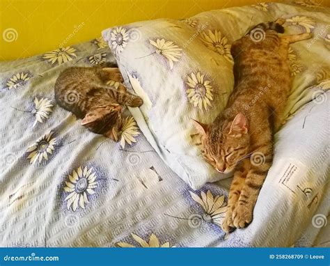 Two Tabby Cats A Mother And Her Kittens Sleeping On Blue Blankets