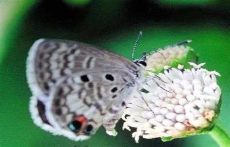 Earths 7 Rarest Butterflies L Geographically Linked Our Breathing Planet