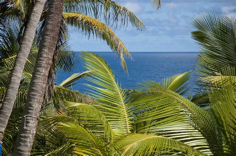 Tropical Beauty With Ocean View Eco Lodge Eco Lifestyle Barbados