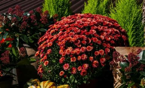 Fall Blooming Perennials And Annuals For A Bold Pop Of Color