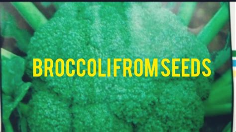 How To Grow Broccoli From Seeds At Home Easiest Method To Grow