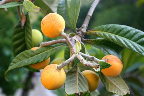 How To Grow Loquat Fruit Trees Eriobotrya Japonica