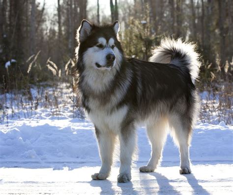 10 Of The Best Cold Weather Dog Breeds Cottage Life