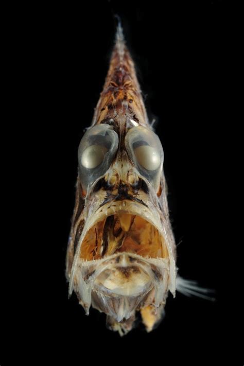 36 Best Animals Hatchetfish Images On Pinterest Fish