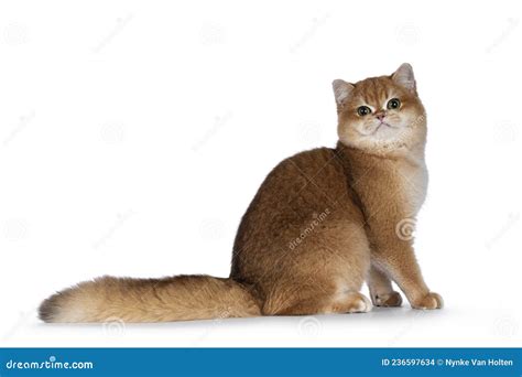 Golden Shaded British Shorthair Cat On White Stock Photo Image Of