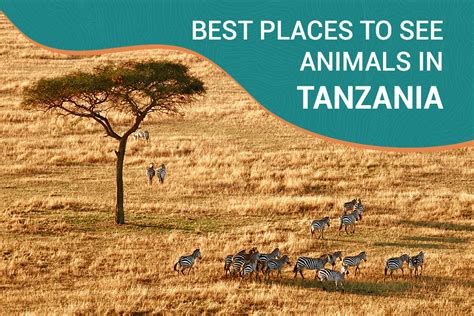 Top 180 Best Place To See Animals In Africa