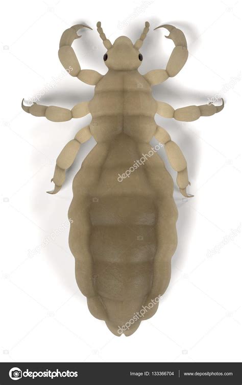 Realistic 3d Render Of Louse Stock Photo By ©3drenderings 133366704