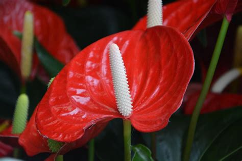 How To Plant Tail Flower Or Flamingo Flower Anthurium Andraeanum