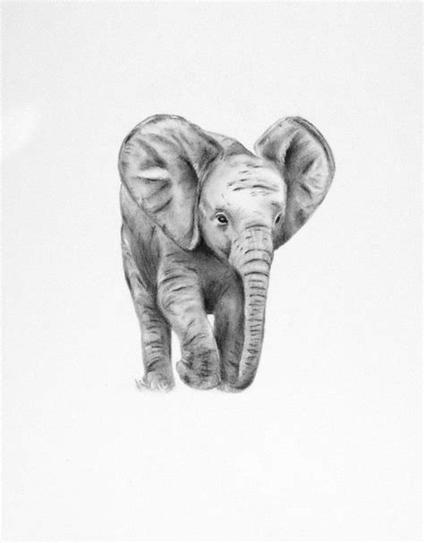 Image Result For Realistic Drawings Of Elephants Small Baby Elephant