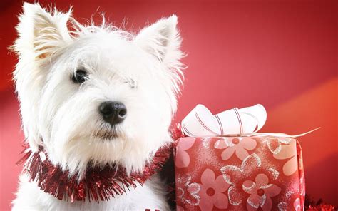 Cute Christmas Dog Hd Desktop Wallpaper Widescreen High Definition Fullscreen