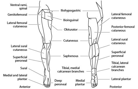 Table Cutaneous Nerve Distribution Lower Limb Merck Manuals