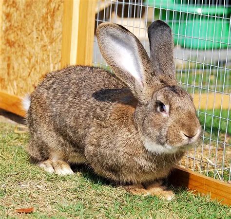 Flemish Giant Rabbit All Breed Information