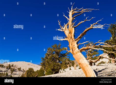 The Patriarch Tree Bristlecone Pine Hi Res Stock Photography And Images