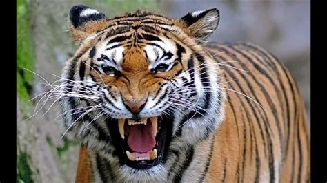 North Bengal Tiger The 2nd Largest And Strongest Tiger In The World