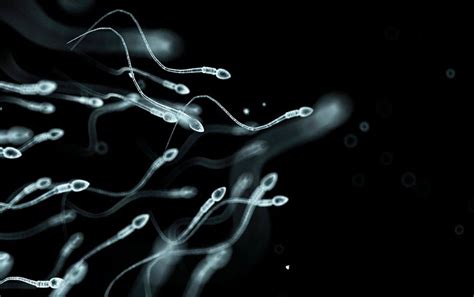 Sperm Count Dropping In Western World Scientific American