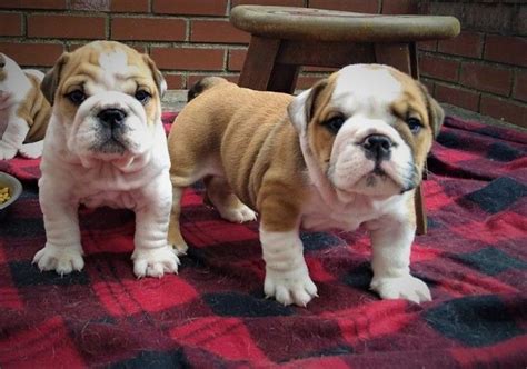 English Bulldog Puppies For Sale Maryland Line Md 230407