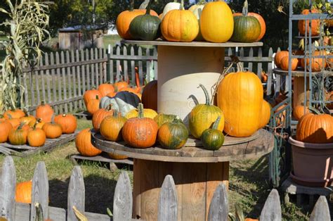 Pumpkins Gourds And Squash Stock Image Image Of Harvest Picket