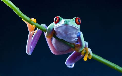 Colorful Frog Wallpapers Top Free Colorful Frog Backgrounds