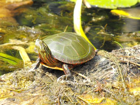 Maybe you would like to learn more about one of these? turtle at pinery provincial park. photo by michelle oldham ...