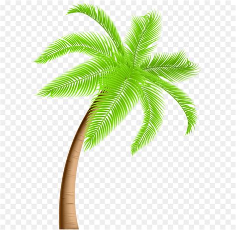 Washingtonia Filifera Arecaceae Washingtonia Robusta Clip Art Palm