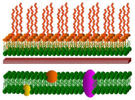 Bacterial Cell Envelope