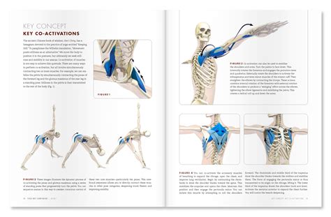 Gluteus Medius Muscle Its Attachments And Actions Yog