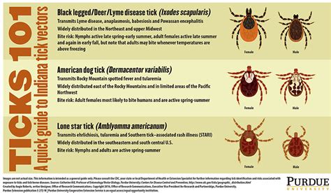 What Happens If A Tick Bites Your Dog