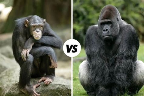 Chimpanzee Vs Gorilla Whats The Difference