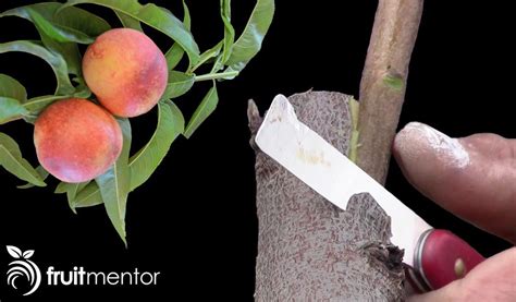 Side Grafting Fruit Trees With A High Success Rate