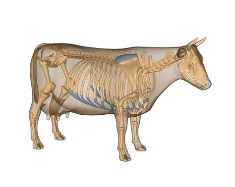 Cow Anatomy Artwork Photograph By Friedrich Saurer Pixels