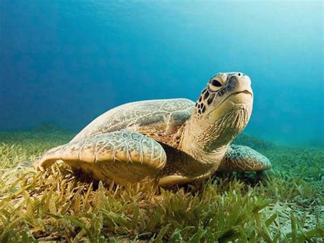 Top 145 Imágenes de una tortuga marina Destinomexico mx