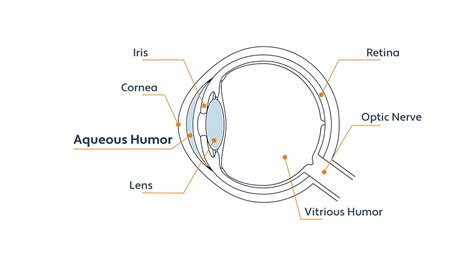 Give The Difference Between Aqueous Humor And Vitreous Humor