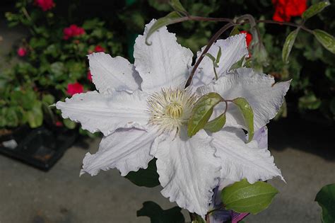 Maybe you would like to learn more about one of these? Vancouver™ Morning Mist Clematis (Clematis 'Vancouver ...