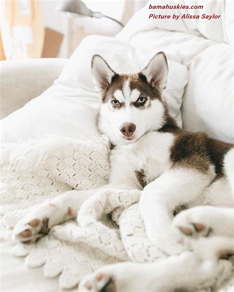 Browse siberian husky breeders in pa, indiana, new york and ohio. Siberian Husky Puppies For Sale