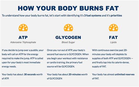 How Your Body Burns Fat