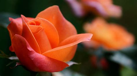 Roses Flower 4k Wallpapers Wallpaper Cave