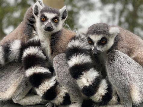 Ring Tailed Lemur Hamilton Zoo