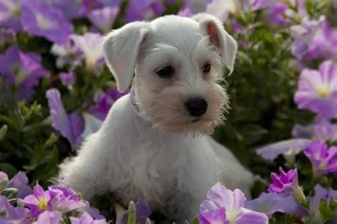 Miniature schnauzer breeder with black, salt and pepper and white mini schnauzer puppies for sale in texas. White tiny Miniature Schnauzer/Chihuahua for sale for Sale ...