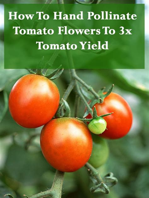 how to hand pollinate tomato flowers to 3x tomato yield tomato pollination fertilizer for