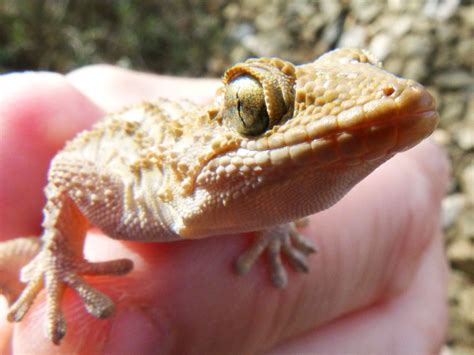 Free Images Wildlife Amphibian Fauna Lizard Gecko Close Up