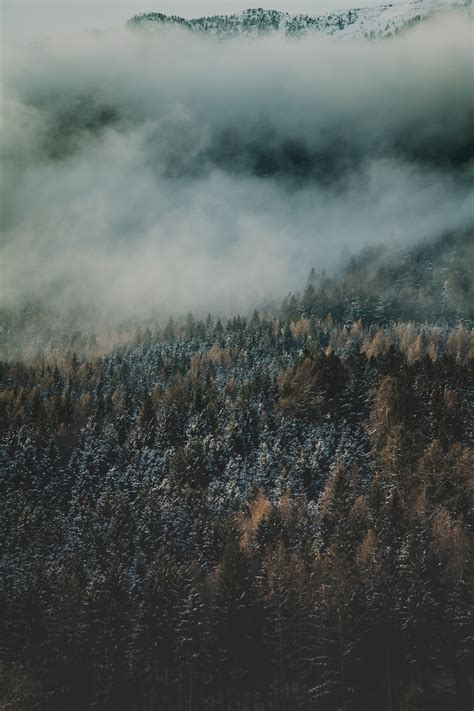 Aerial Photo Of Winter Pine Forest In Fog Pixeor Large Collection