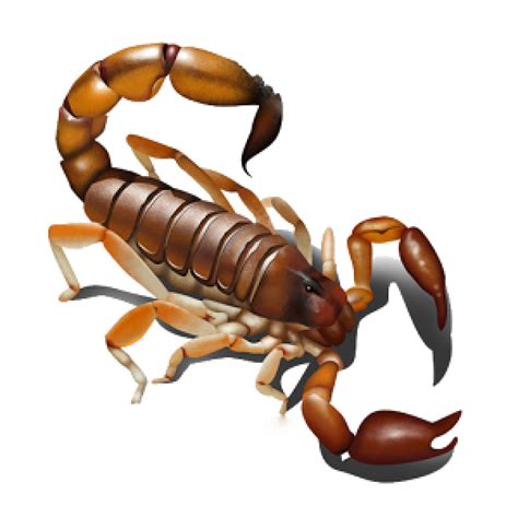 Scorpion Png Free Download 11 Png Images Download Scorpion Png Free