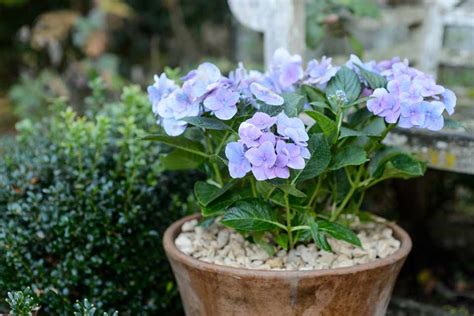 The Best Shrubs To Grow In Containers Bbc Gardeners World Magazine